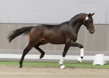 Westfaliano, Caballo castrado, 4 años, 163 cm, Castaño oscuro