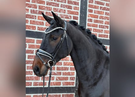 Westfaliano, Caballo castrado, 4 años, 163 cm, Castaño oscuro