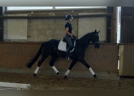 Westfaliano, Caballo castrado, 4 años, 163 cm, Negro