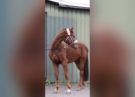 Westfaliano, Caballo castrado, 4 años, 164 cm, Alazán rojizo