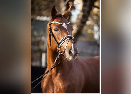 Westfaliano, Caballo castrado, 4 años, 165 cm, Alazán