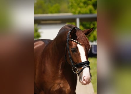 Westfaliano, Caballo castrado, 4 años, 165 cm, Alazán-tostado