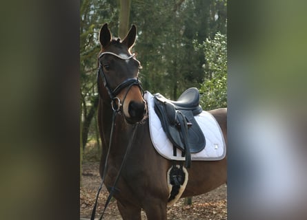 Westfaliano, Caballo castrado, 4 años, 165 cm, Castaño