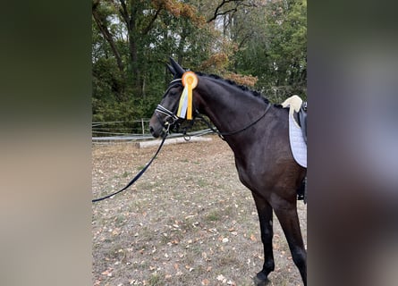 Westfaliano, Caballo castrado, 4 años, 165 cm, Castaño oscuro