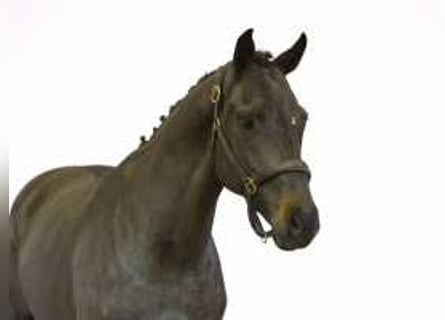 Westfaliano, Caballo castrado, 4 años, 165 cm, Morcillo