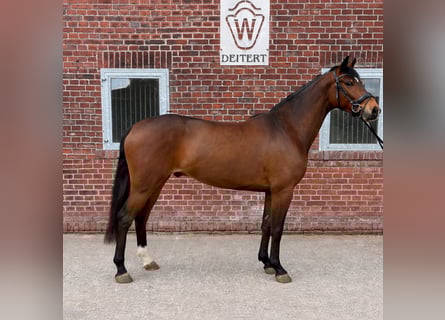 Westfaliano, Caballo castrado, 4 años, 166 cm, Castaño