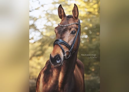 Westfaliano, Caballo castrado, 4 años, 166 cm, Castaño oscuro