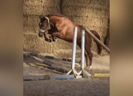 Westfaliano, Caballo castrado, 4 años, 167 cm, Alazán