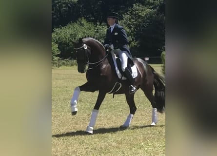 Westfaliano, Caballo castrado, 4 años, 167 cm, Castaño oscuro