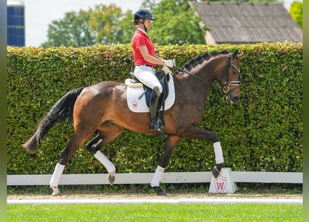 Westfaliano, Caballo castrado, 4 años, 167 cm, Castaño oscuro