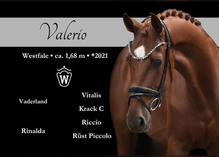 Westfaliano, Caballo castrado, 4 años, 168 cm, Alazán