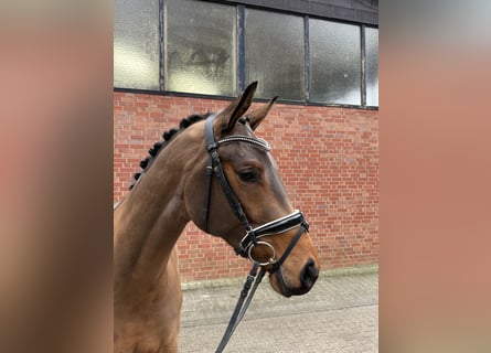 Westfaliano, Caballo castrado, 4 años, 168 cm, Castaño