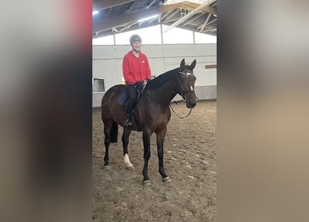 Westfaliano, Caballo castrado, 4 años, 168 cm, Castaño