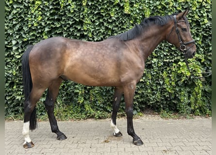 Westfaliano, Caballo castrado, 4 años, 168 cm, Castaño