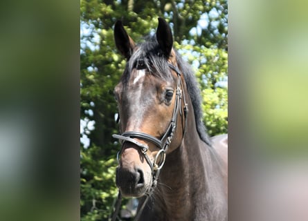 Westfaliano, Caballo castrado, 4 años, 168 cm, Castaño oscuro