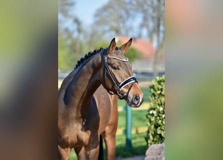 Westfaliano, Caballo castrado, 4 años, 168 cm, Castaño oscuro