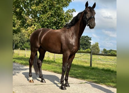 Westfaliano, Caballo castrado, 4 años, 168 cm, Morcillo