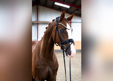 Westfaliano, Caballo castrado, 4 años, 169 cm, Alazán-tostado