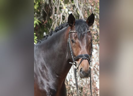 Westfaliano, Caballo castrado, 4 años, 169 cm, Castaño oscuro