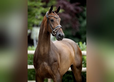 Westfaliano, Caballo castrado, 4 años, 169 cm, Morcillo