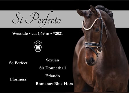 Westfaliano, Caballo castrado, 4 años, 169 cm, Morcillo