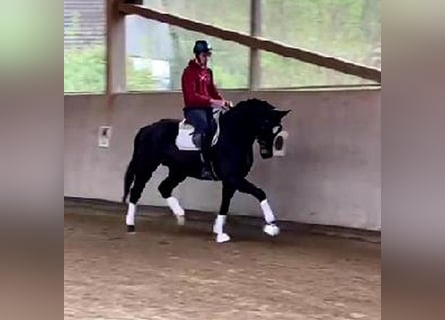 Westfaliano, Caballo castrado, 4 años, 169 cm, Morcillo