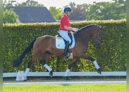 Westfaliano, Caballo castrado, 4 años, 170 cm, Castaño