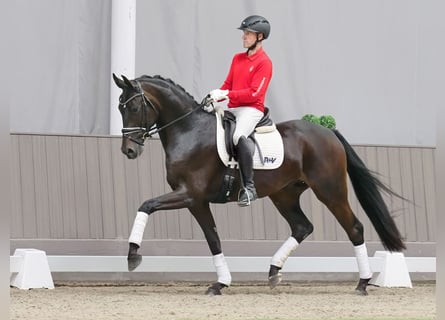 Westfaliano, Caballo castrado, 4 años, 170 cm, Castaño oscuro