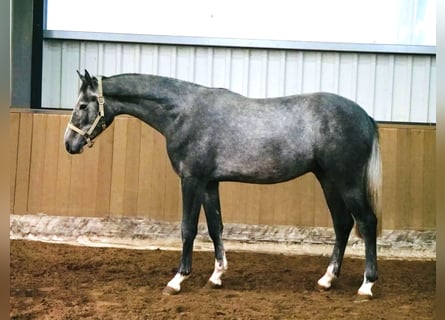 Westfaliano, Caballo castrado, 4 años, 170 cm, Tordo rodado