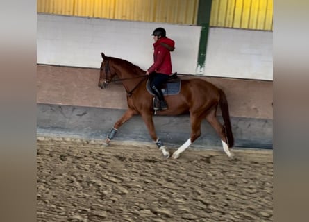 Westfaliano, Caballo castrado, 4 años, 171 cm, Alazán