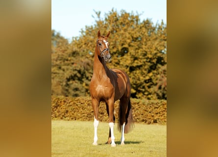 Westfaliano, Caballo castrado, 4 años, 171 cm, Alazán