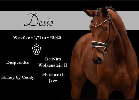 Westfaliano, Caballo castrado, 4 años, 172 cm, Castaño