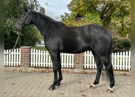 Westfaliano, Caballo castrado, 4 años, 172 cm, Negro
