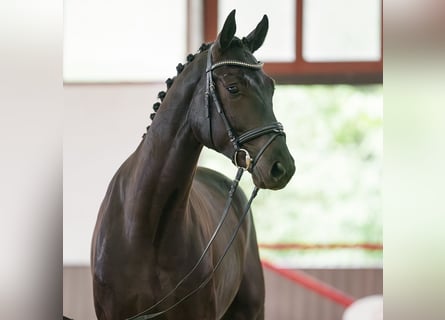 Westfaliano, Caballo castrado, 4 años, 174 cm, Morcillo