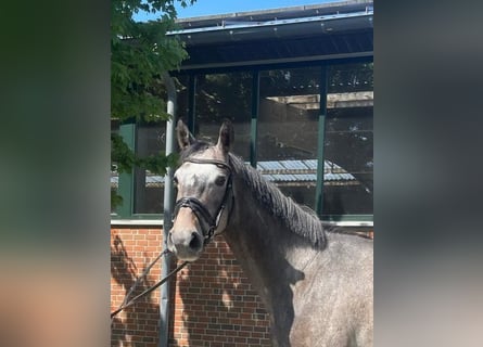 Westfaliano, Caballo castrado, 4 años, 174 cm, Tordo