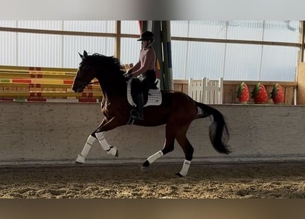 Westfaliano, Caballo castrado, 4 años, 176 cm, Castaño