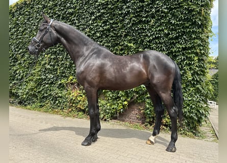 Westfaliano, Caballo castrado, 4 años, 176 cm, Negro