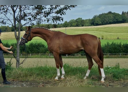 Westfaliano, Caballo castrado, 4 años, Alazán