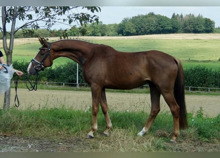 Westfaliano, Caballo castrado, 4 años, Alazán