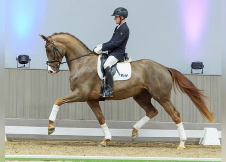 Westfaliano, Caballo castrado, 4 años, Alazán-tostado