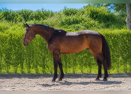 Westfaliano, Caballo castrado, 4 años, Castaño