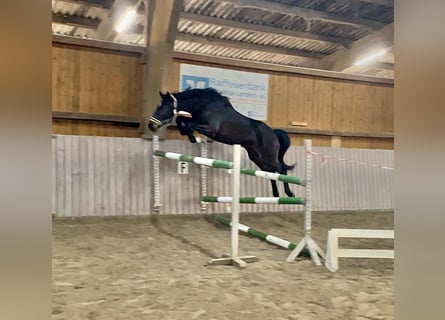 Westfaliano, Caballo castrado, 5 años, 160 cm, Castaño oscuro