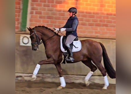 Westfaliano, Caballo castrado, 5 años, 164 cm, Alazán-tostado