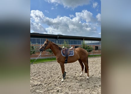 Westfaliano, Caballo castrado, 5 años, 165 cm, Alazán