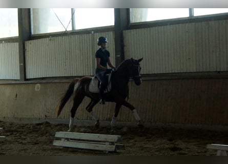 Westfaliano, Caballo castrado, 5 años, 165 cm, Alazán-tostado