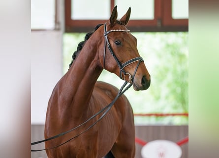 Westfaliano, Caballo castrado, 5 años, 165 cm, Castaño