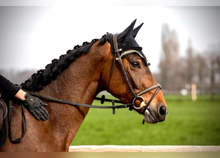 Westfaliano, Caballo castrado, 5 años, 165 cm, Castaño