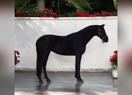 Westfaliano, Caballo castrado, 5 años, 165 cm, Negro