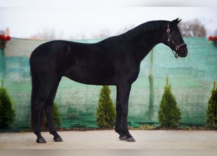 Westfaliano, Caballo castrado, 5 años, 165 cm, Negro