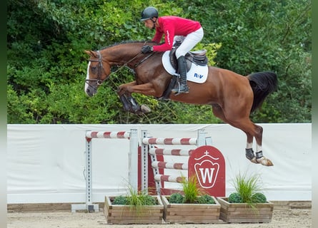 Westfaliano, Caballo castrado, 5 años, 166 cm, Castaño